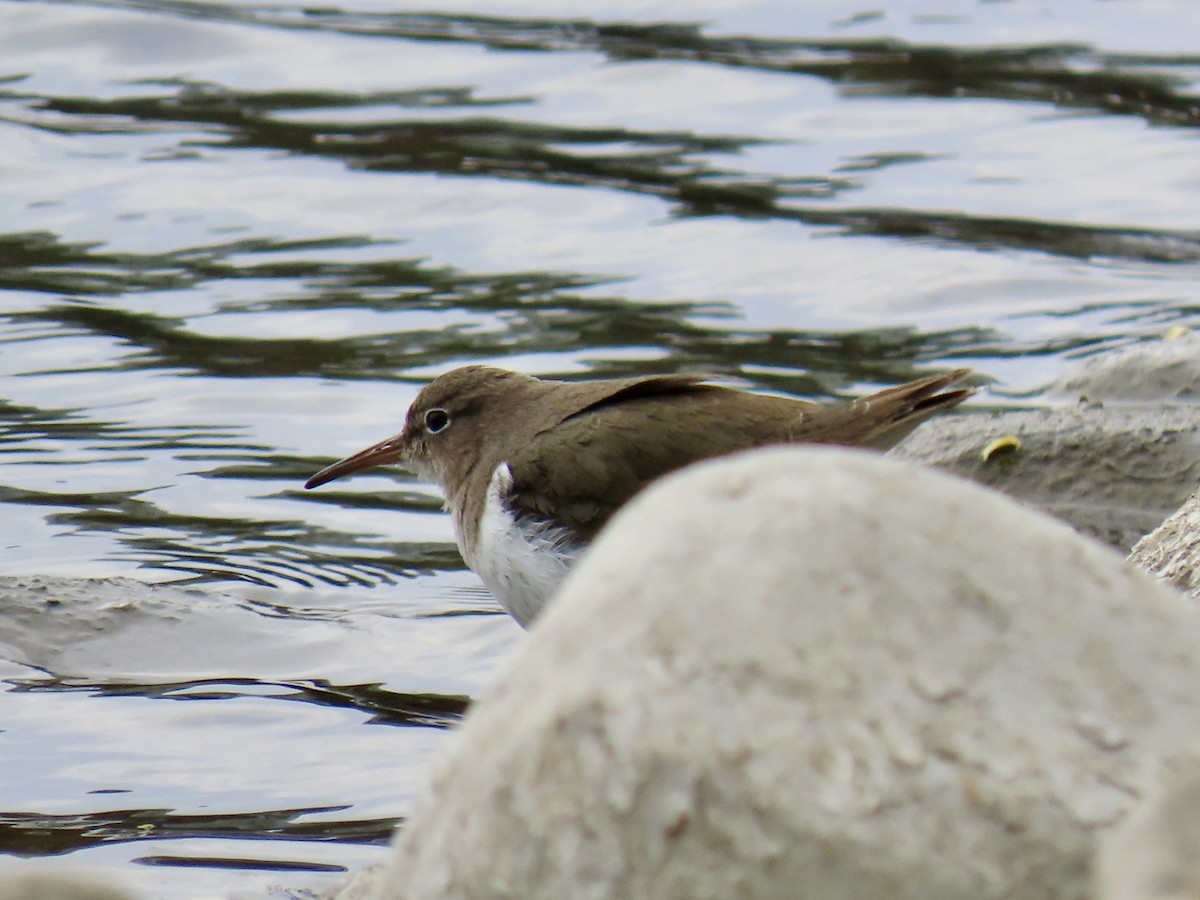 ביצנית נקודה - ML632514319