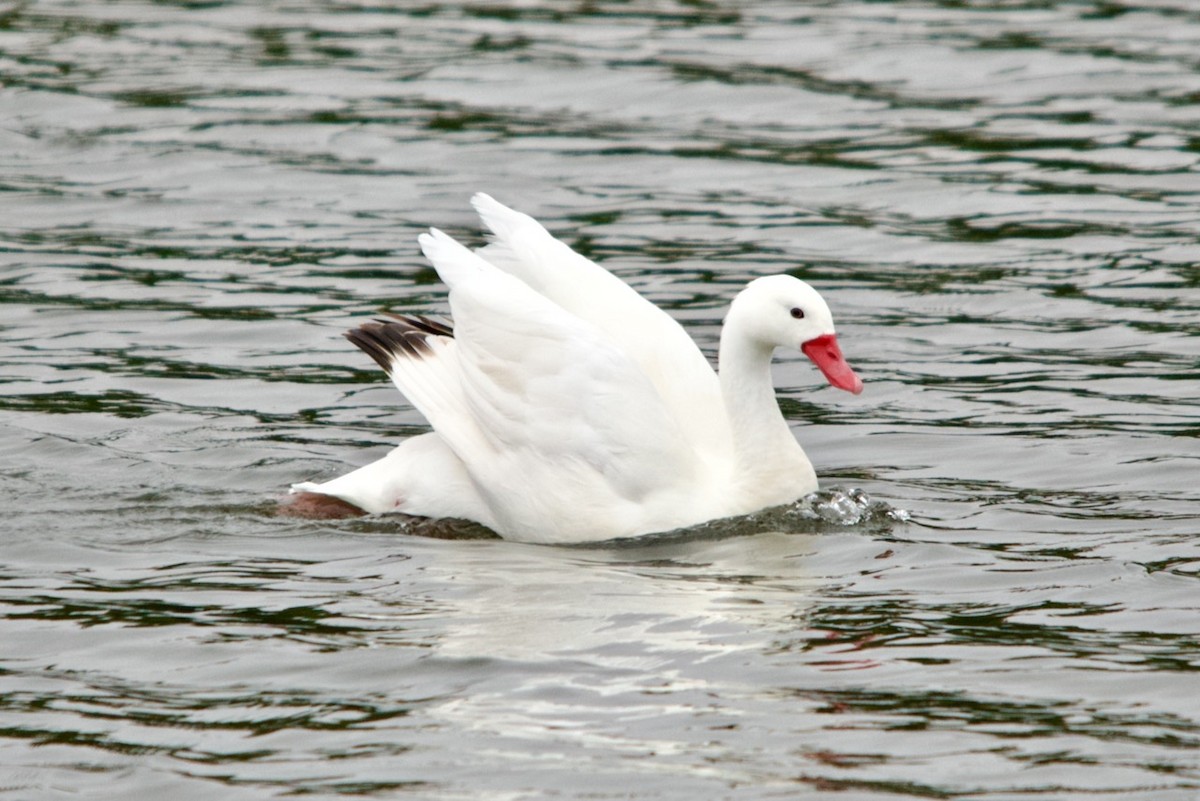 Coscoroba Swan - ML632514344