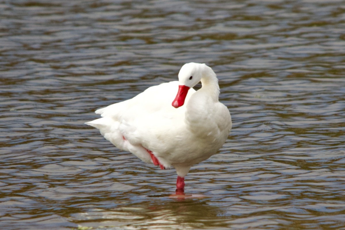 Coscoroba Swan - ML632514345