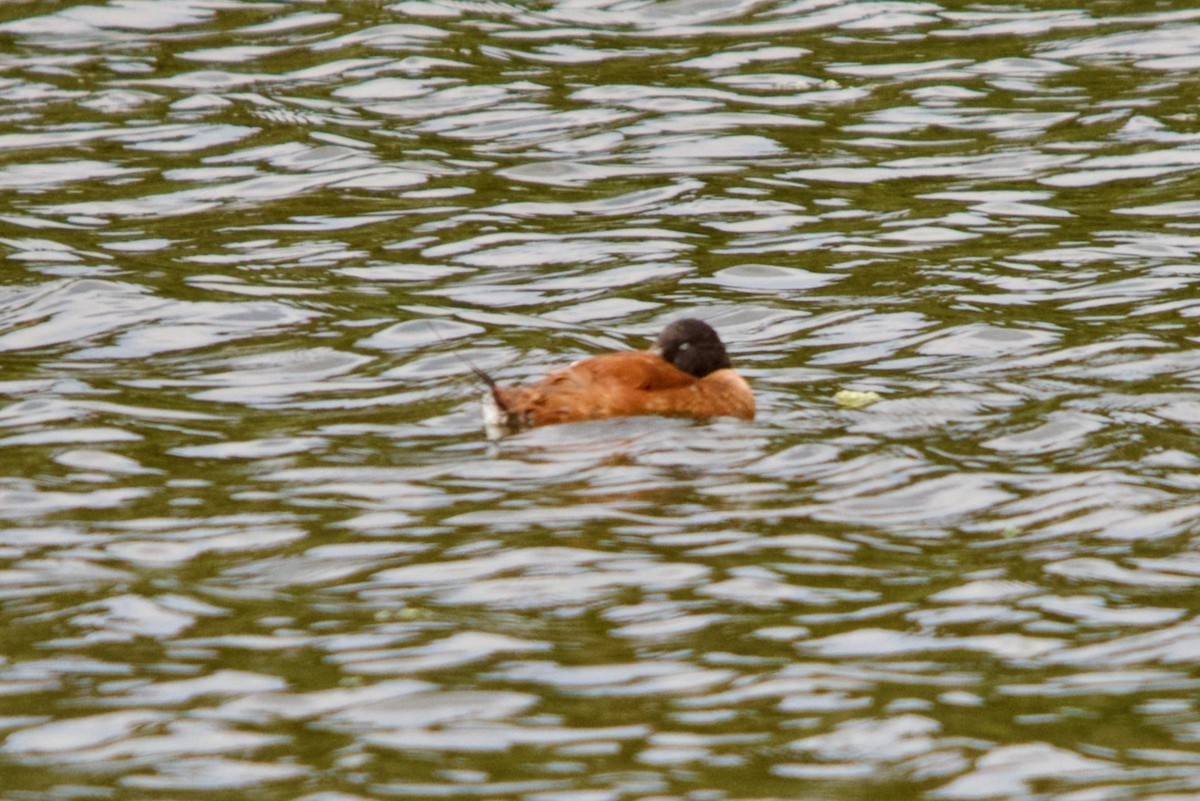 Lake Duck - ML632514374