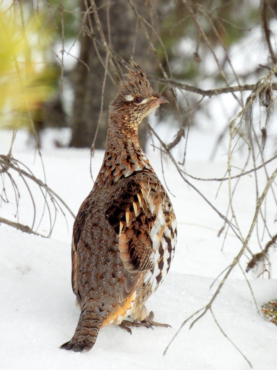 Ruffed Grouse - ML632514382