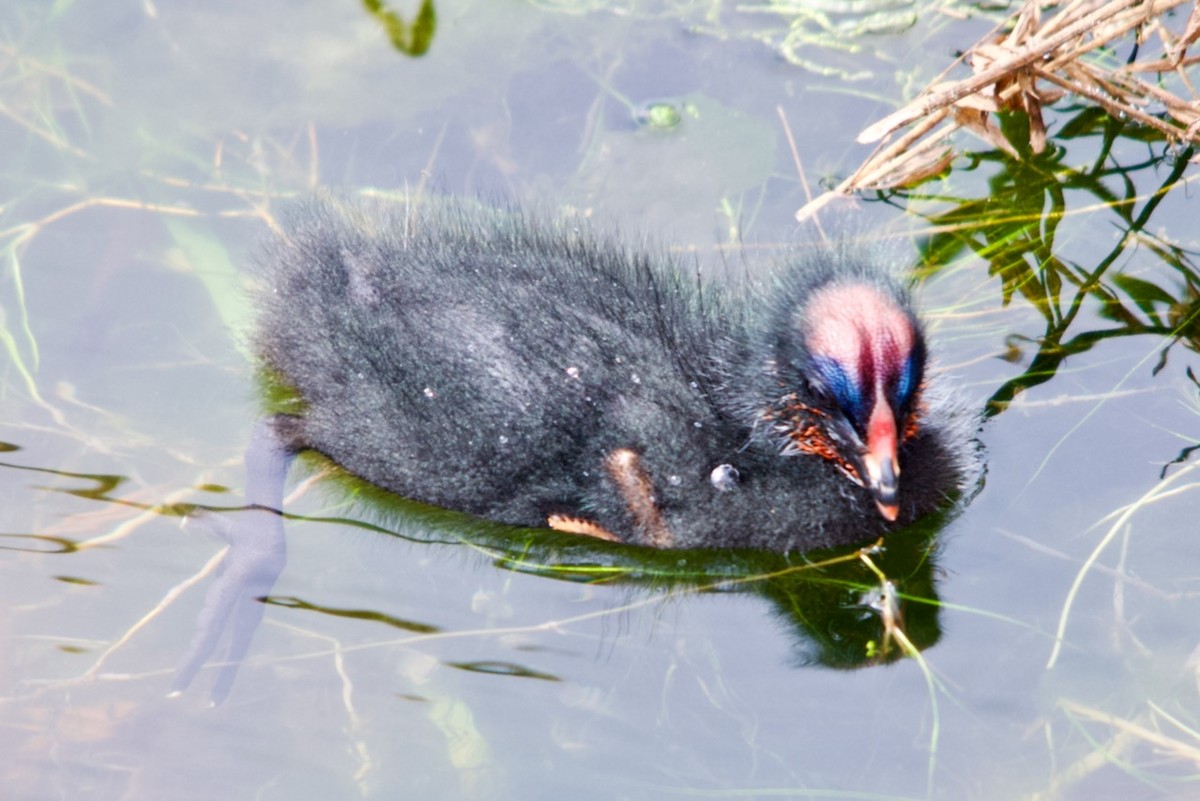 Red-gartered Coot - ML632514412