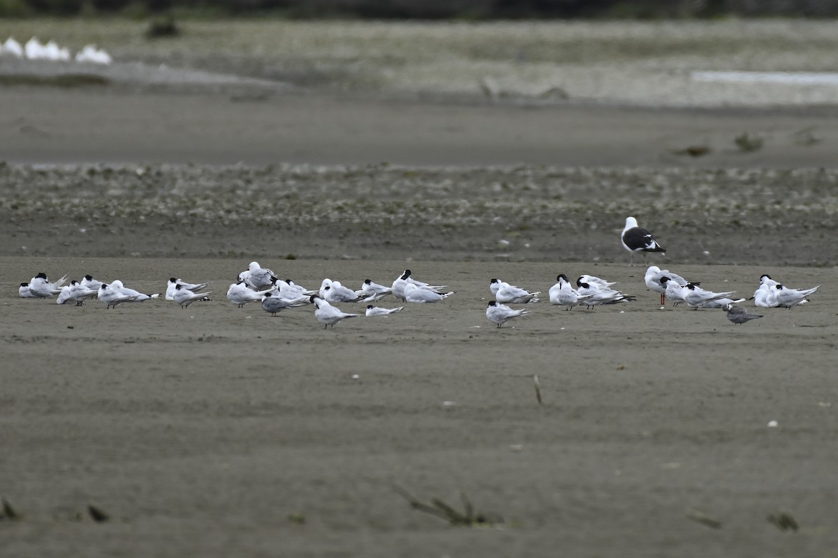 White-fronted Tern - ML632514416