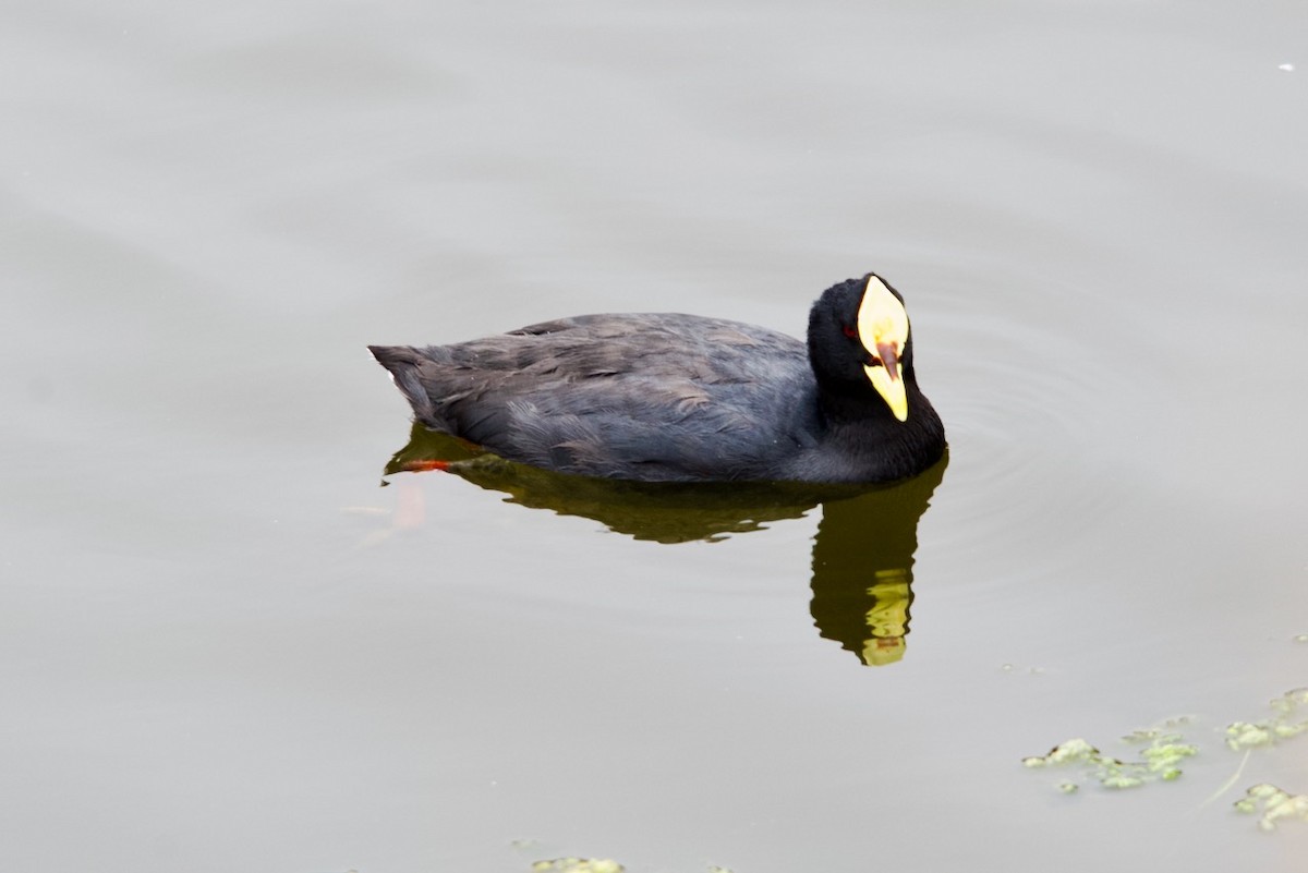Red-gartered Coot - ML632514420
