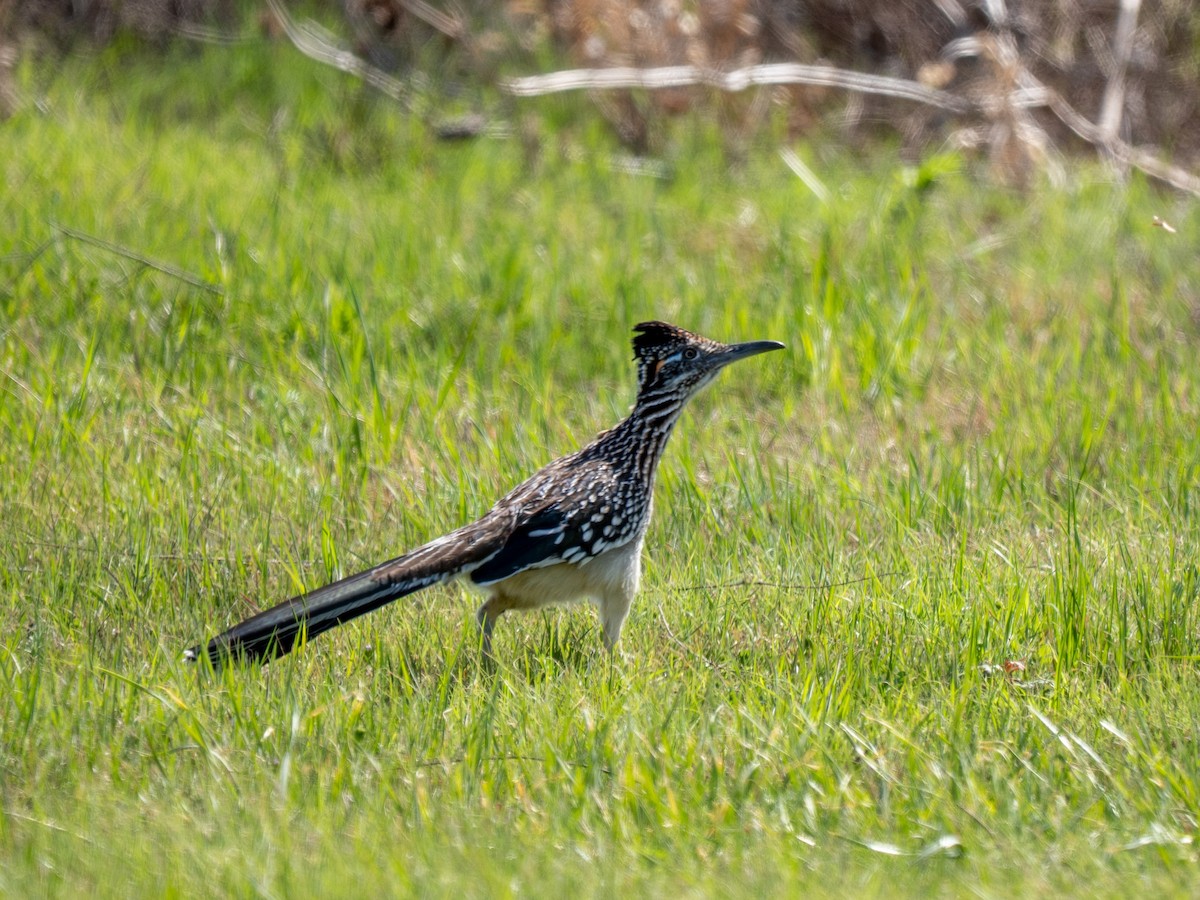 Greater Roadrunner - ML632514427