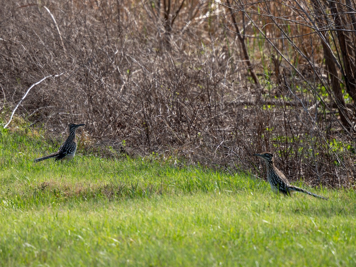 Greater Roadrunner - ML632514428