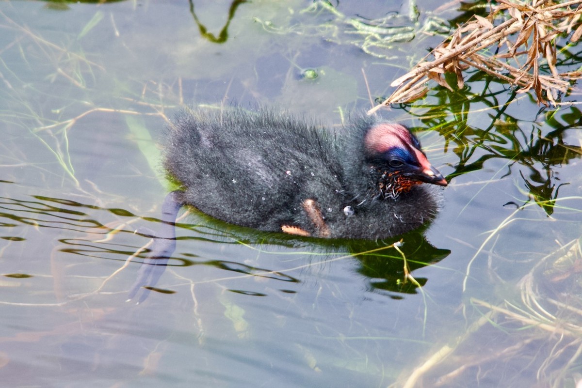 Red-gartered Coot - ML632514437