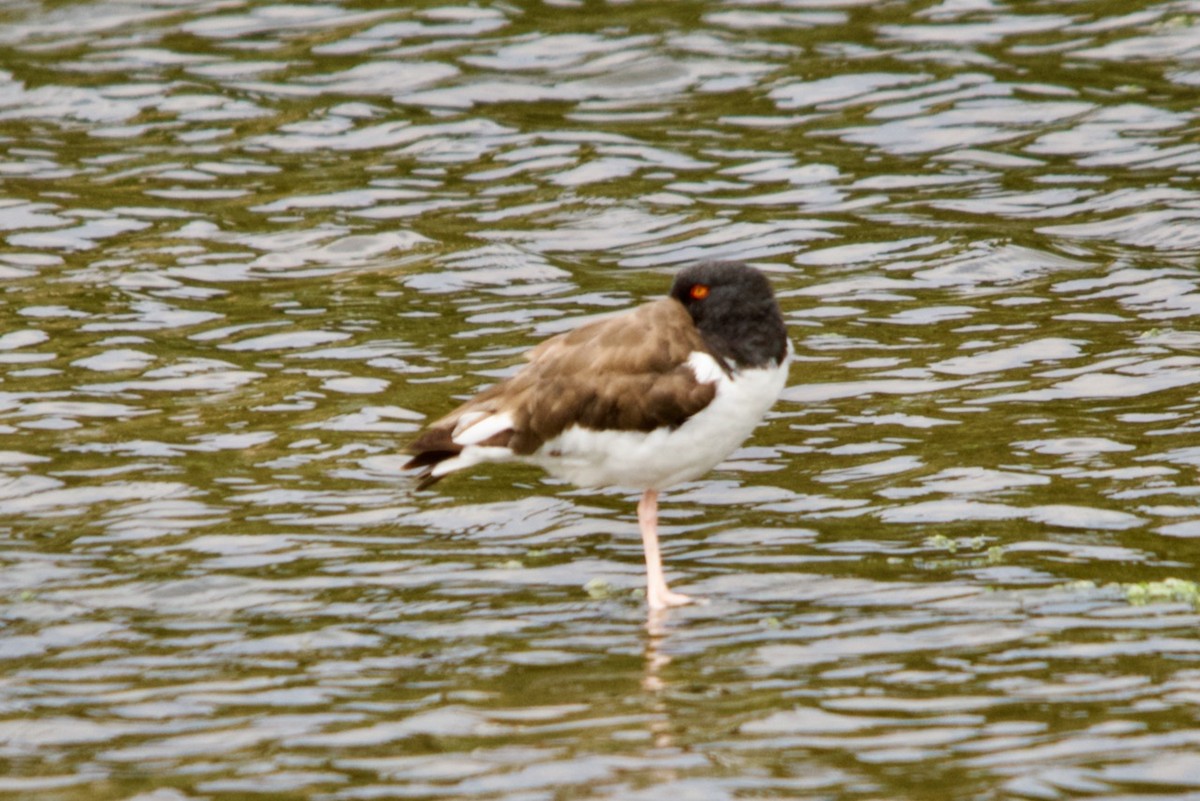 American Oystercatcher - ML632514464