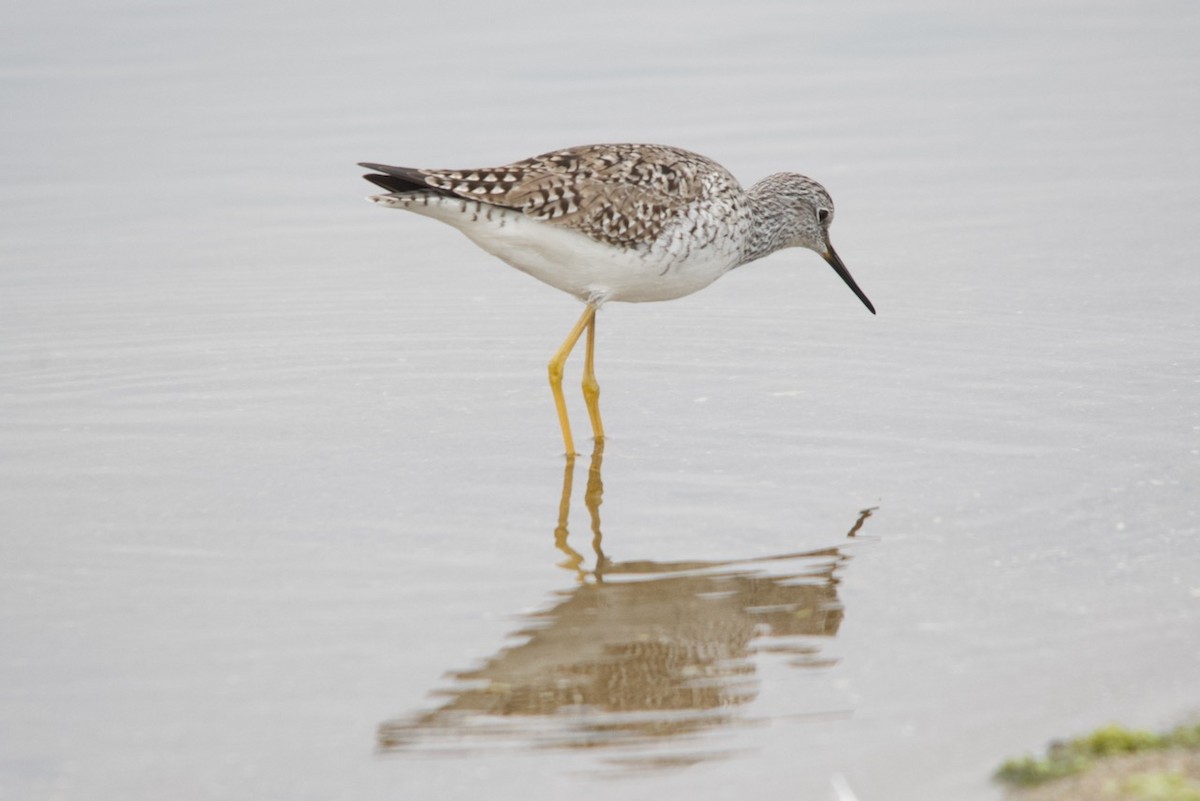 Greater Yellowlegs - ML632514477