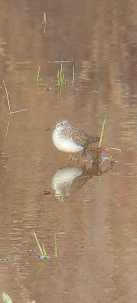 Solitary Sandpiper - ML632514486