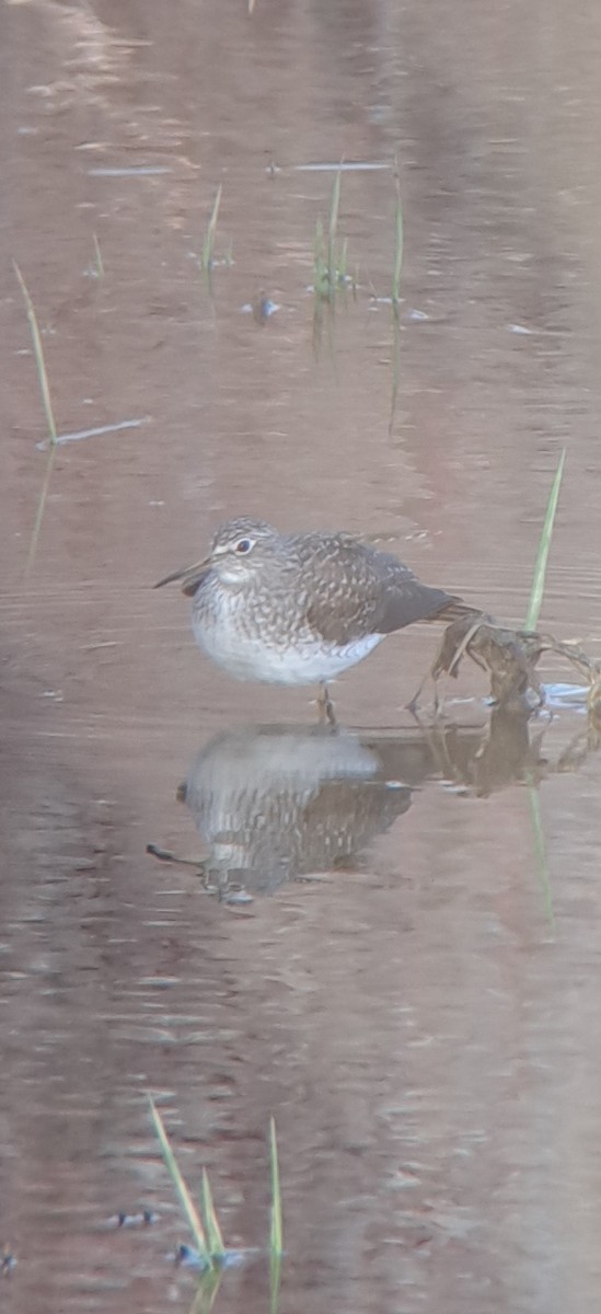 Solitary Sandpiper - ML632514487