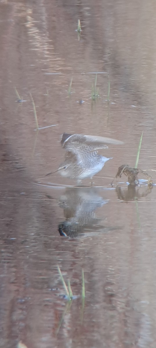 Solitary Sandpiper - ML632514488