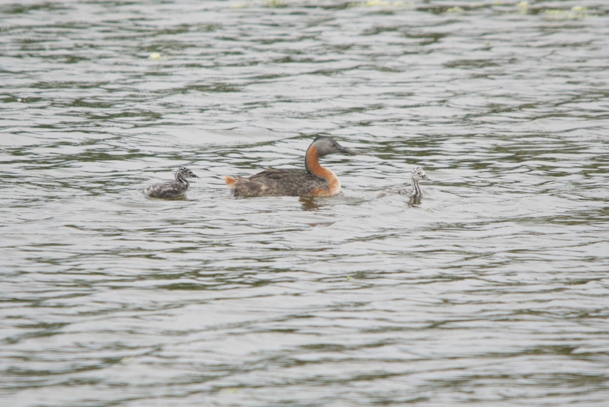 Great Grebe - ML632514507