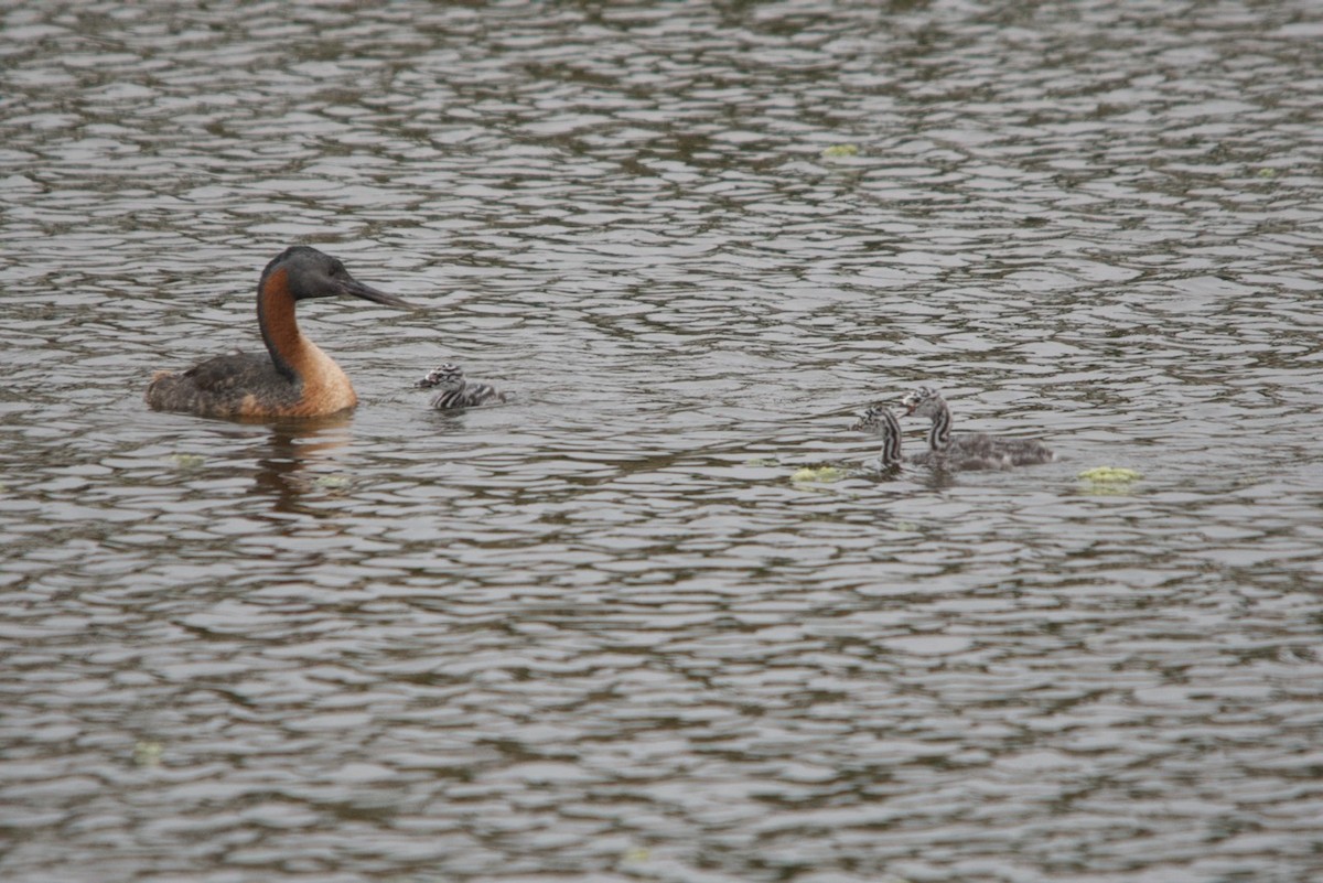 Great Grebe - ML632514508