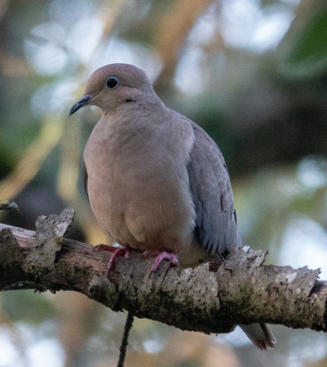 Mourning Dove - ML632514528