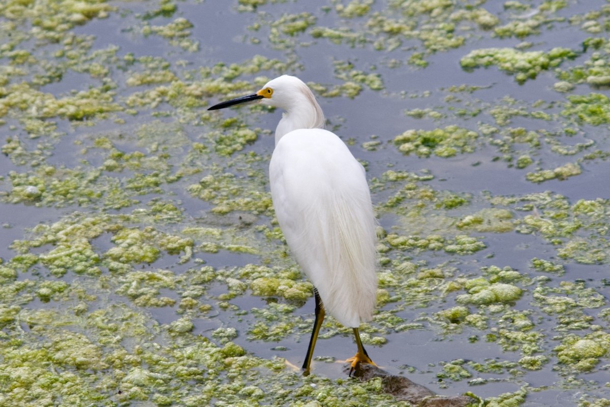 Snowy Egret - ML632514529