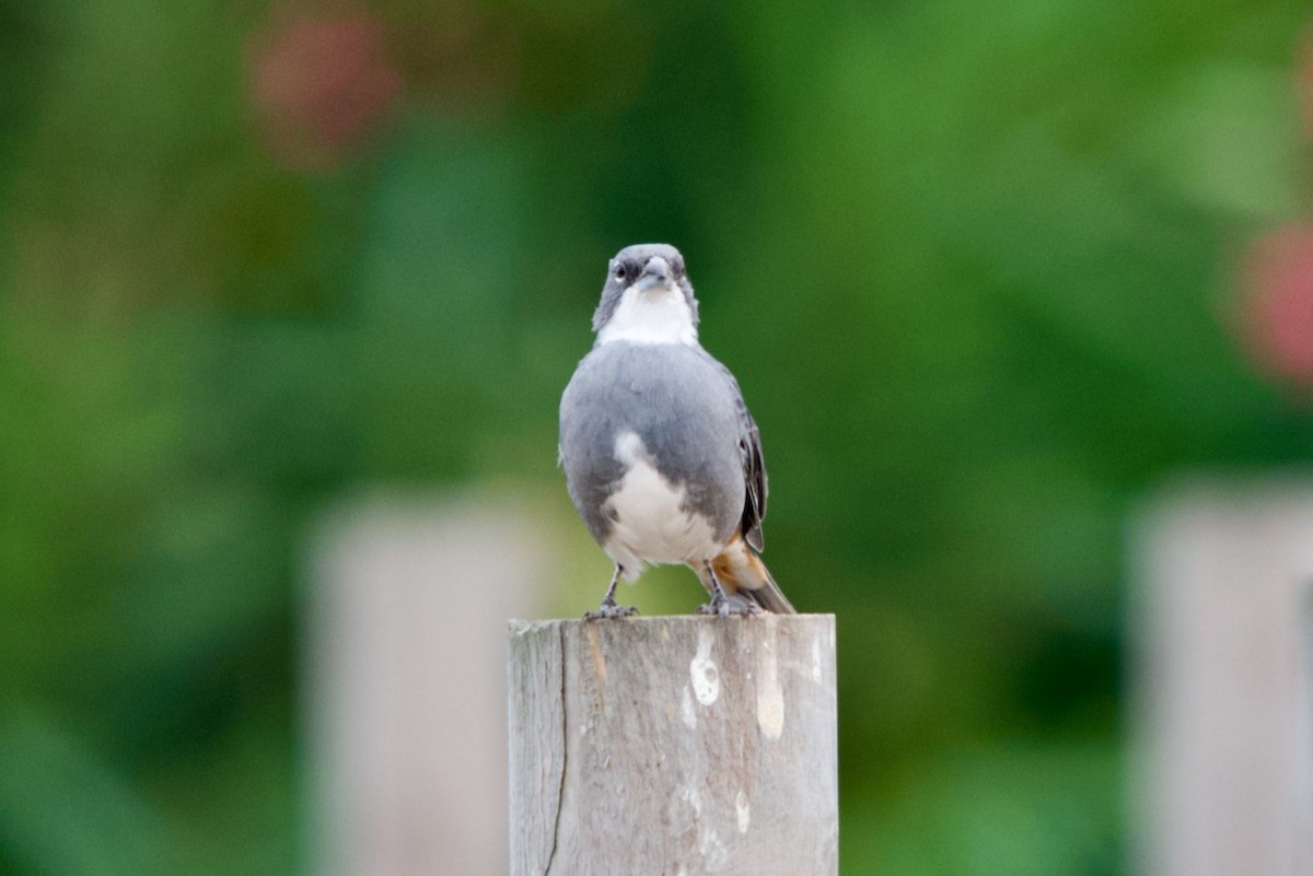 Diuca Finch - ML632514563