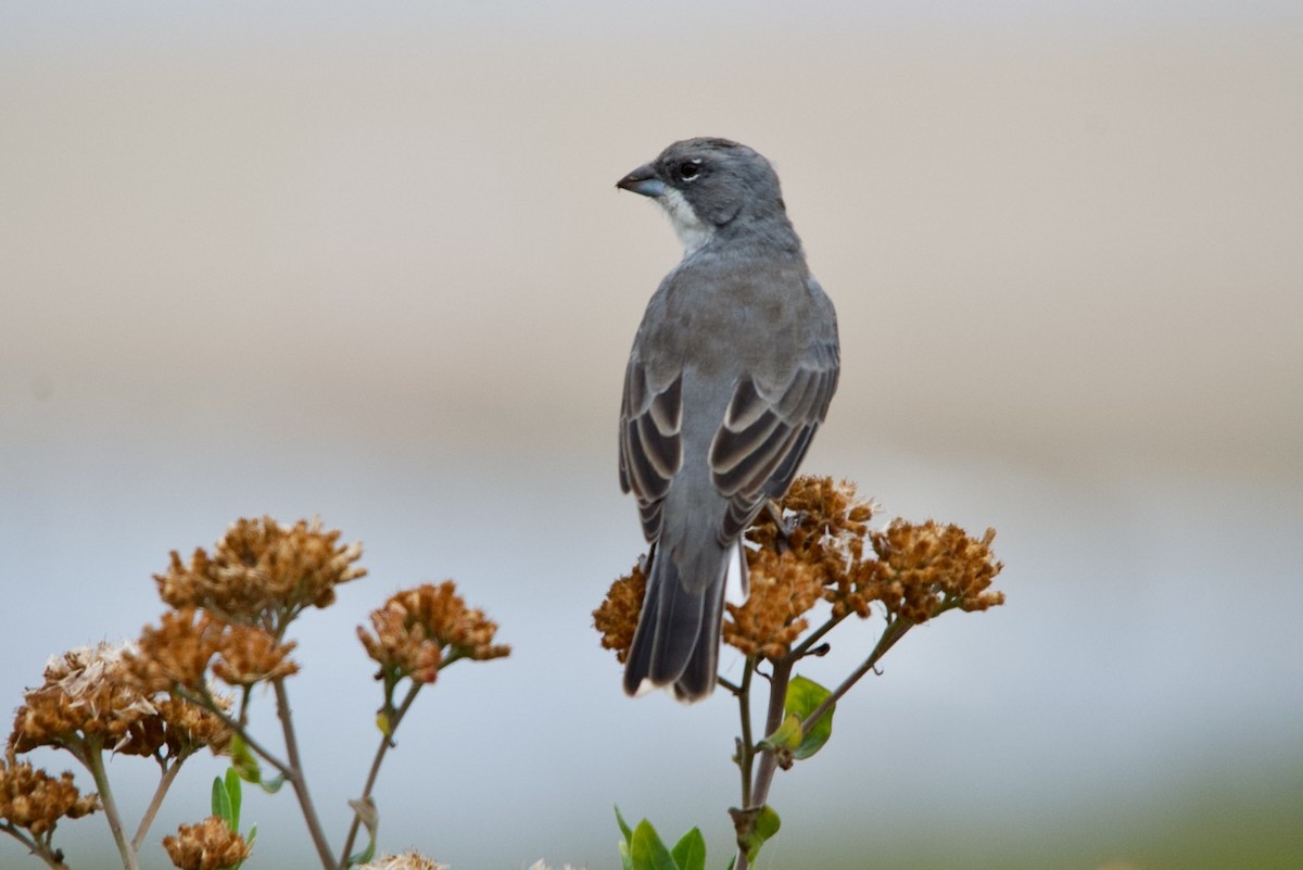 Diuca Finch - ML632514564