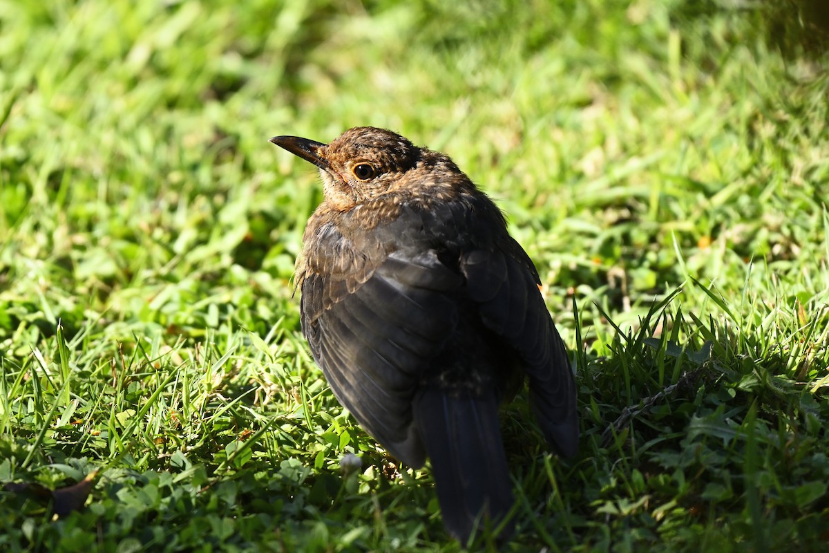 Song Thrush - ML632514570