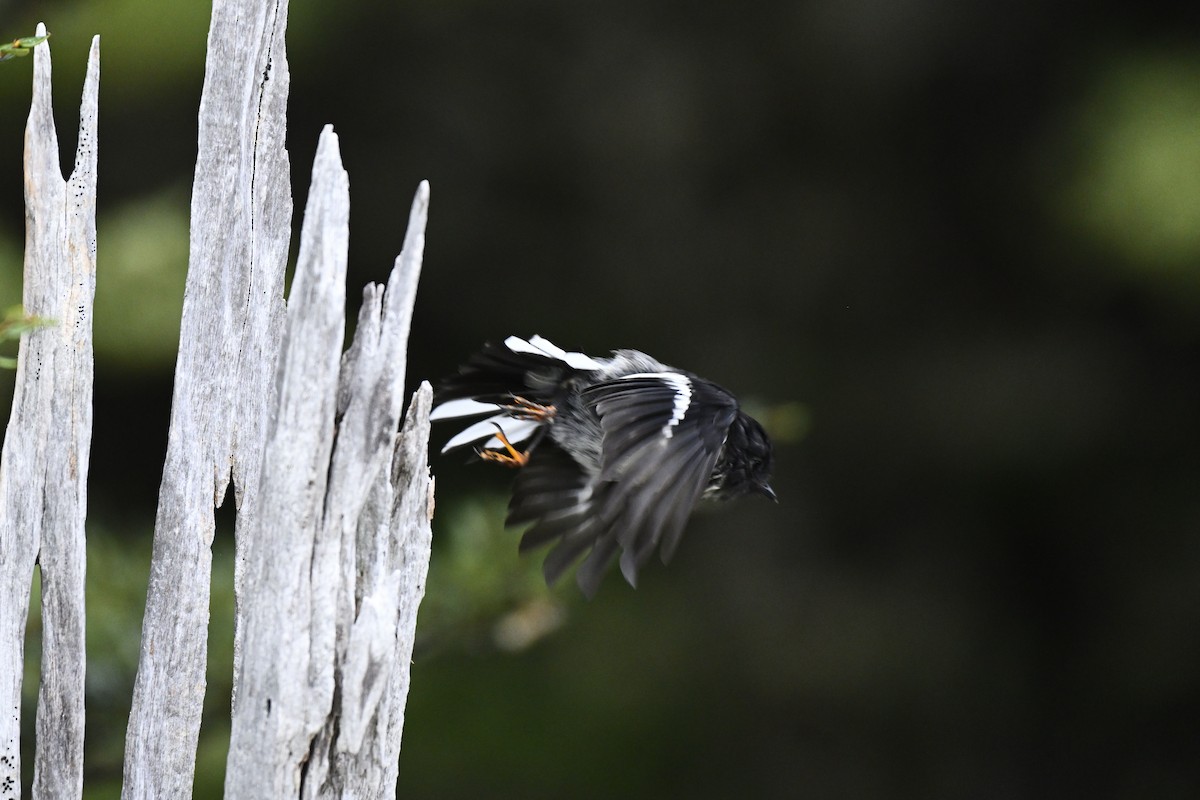 Tomtit - ML632514683