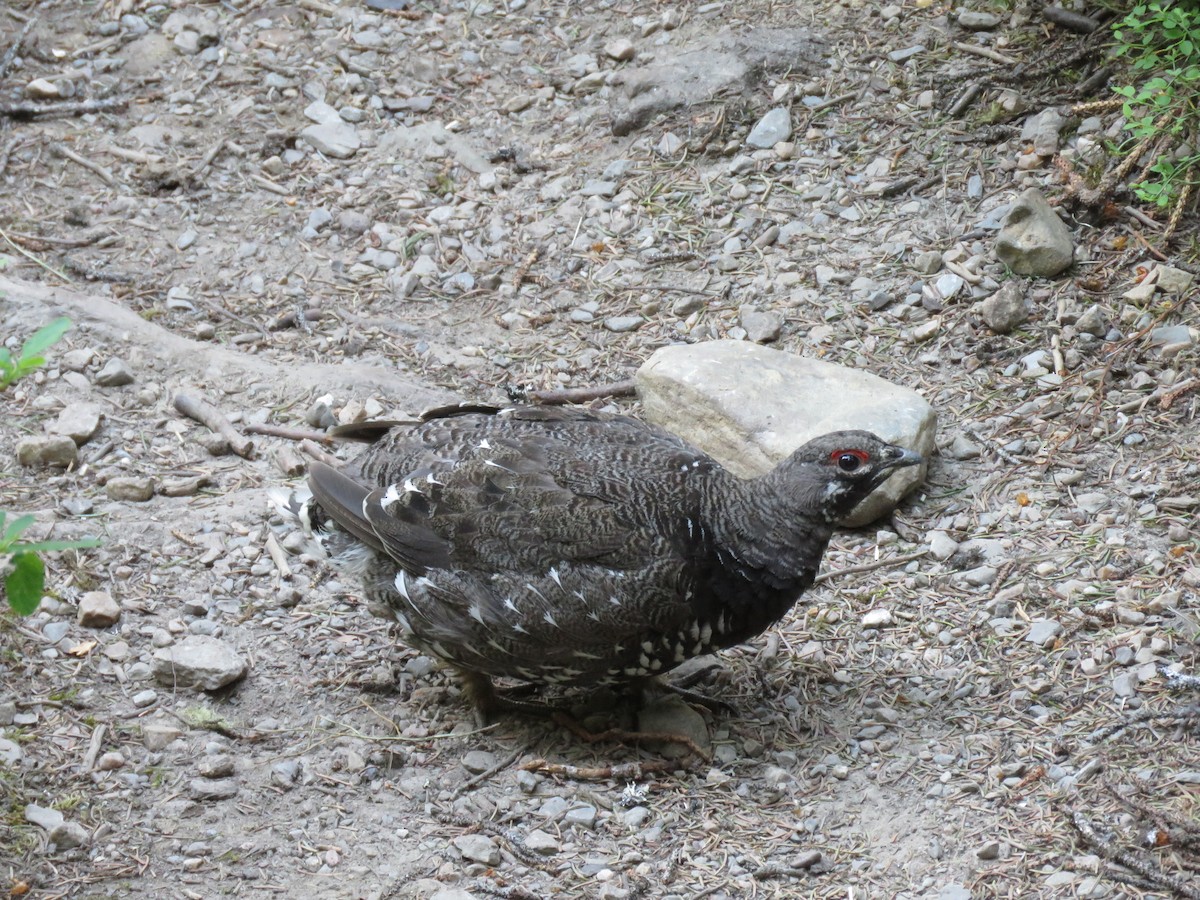 Spruce Grouse (Franklin's) - ML63251491