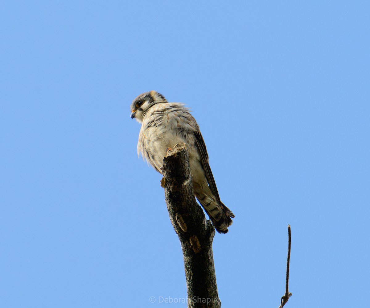 American Kestrel - ML632515047