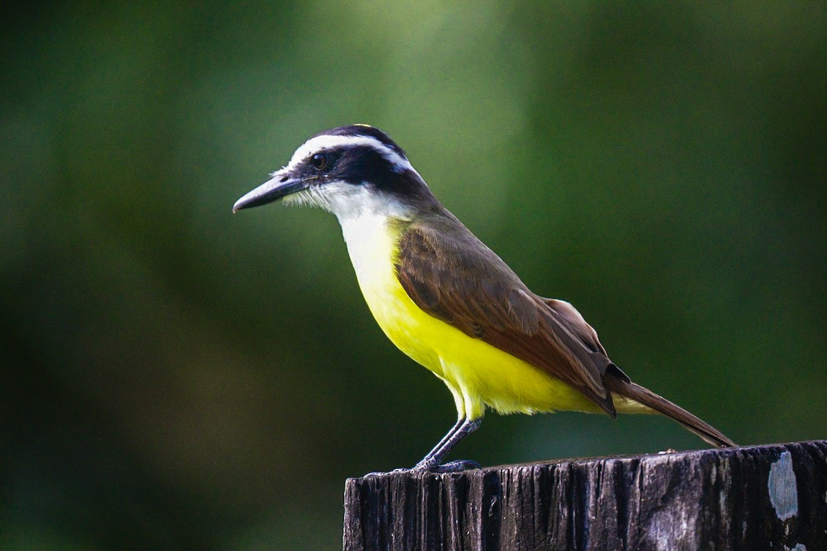 Great Kiskadee - ML632515071
