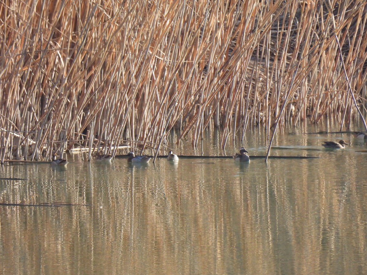 Garganey - ML632515094