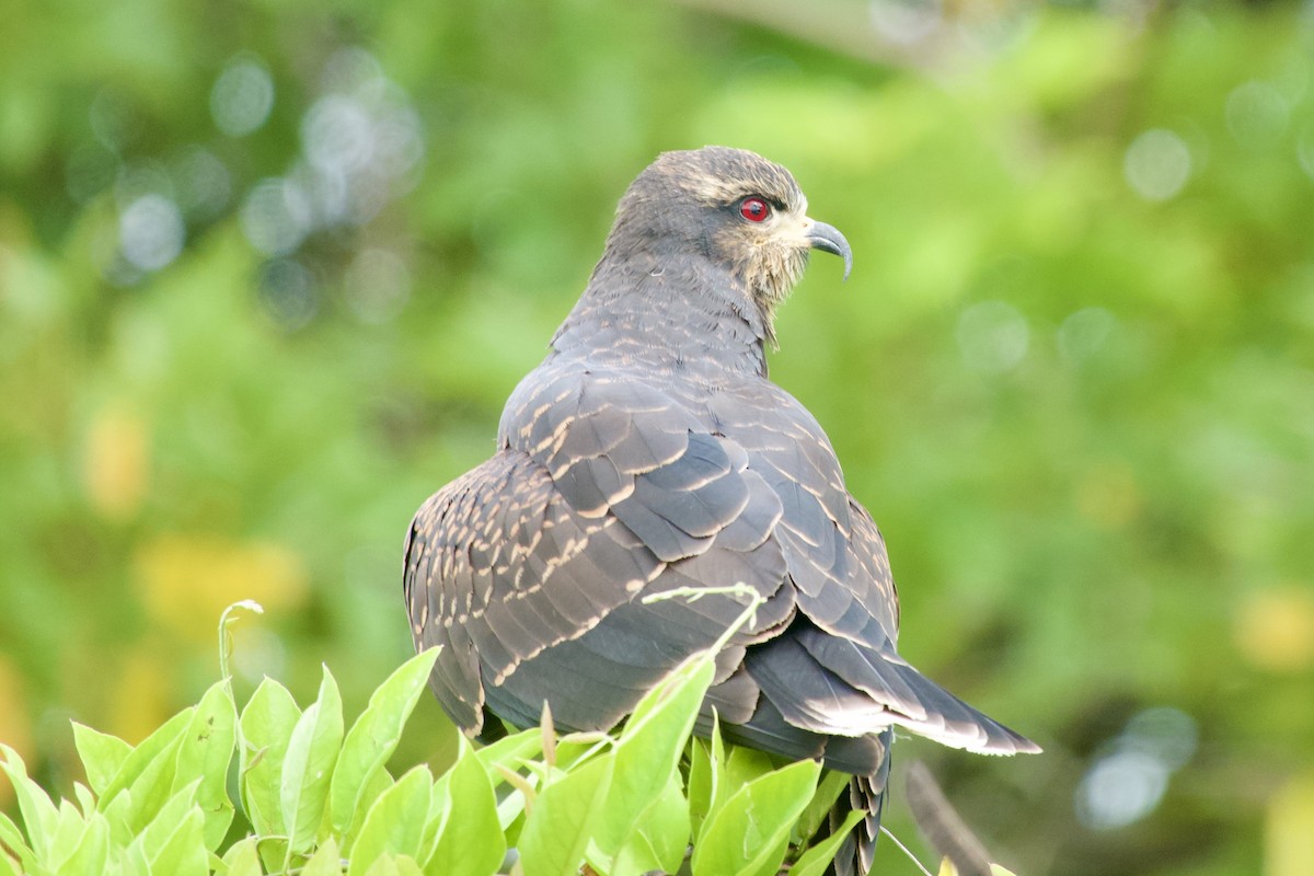 Snail Kite - ML632515155