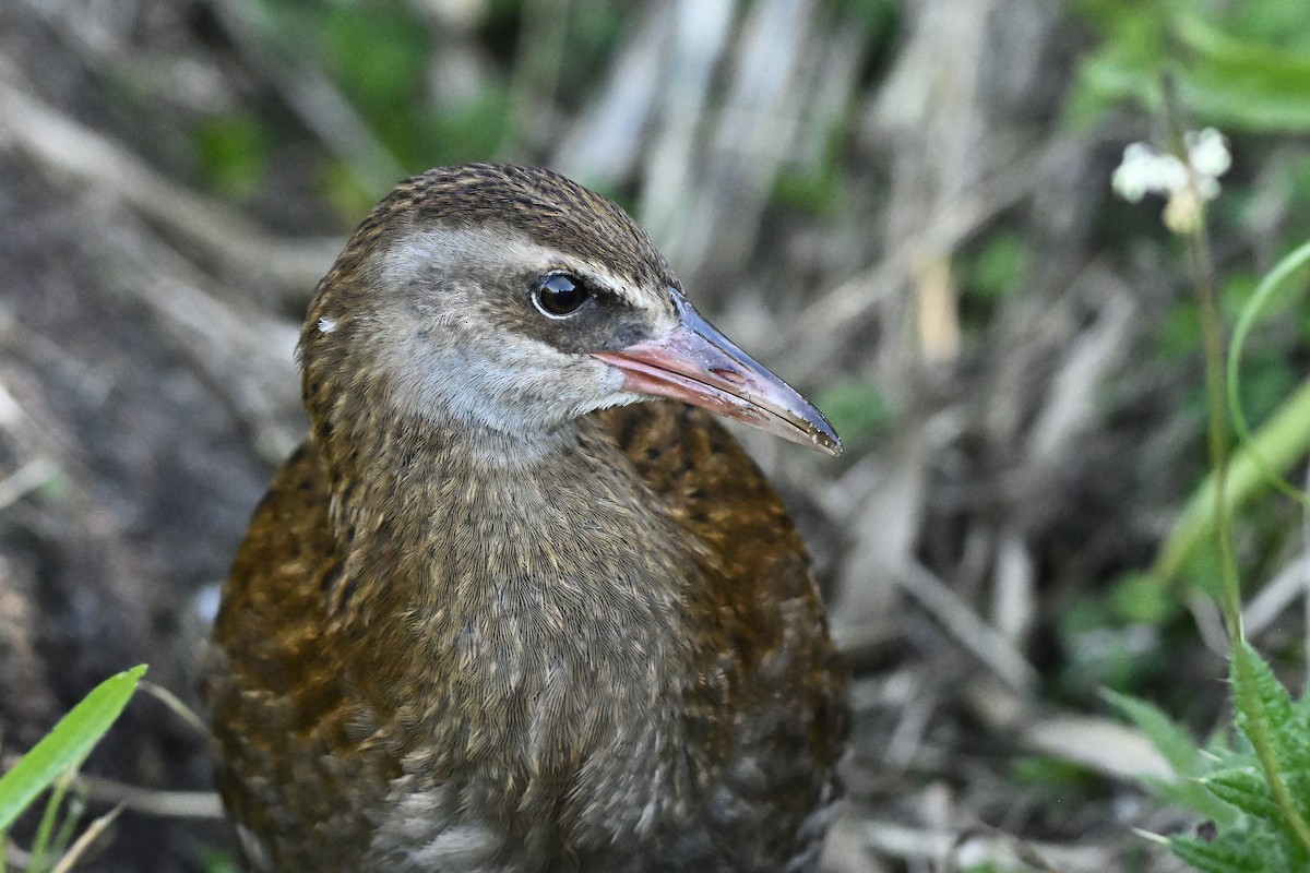 Weka - ML632515156