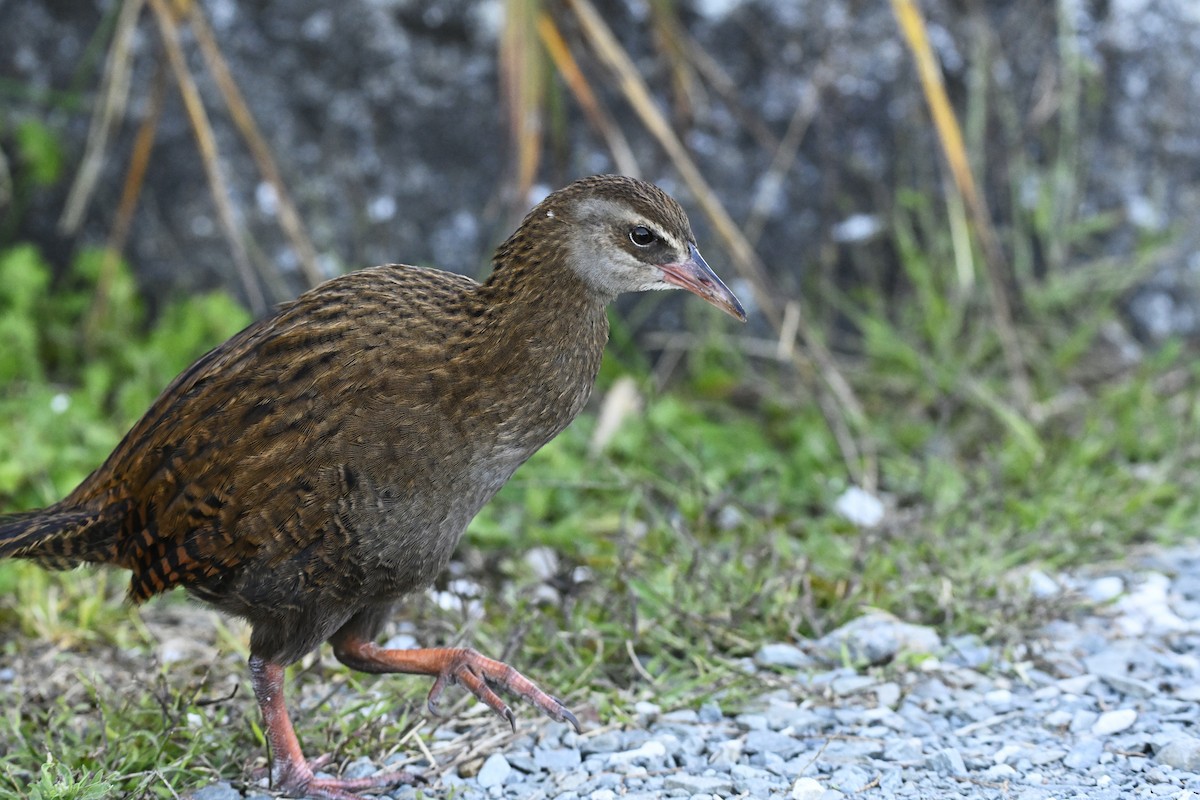 Weka - ML632515157