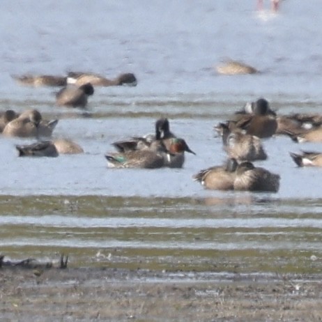 Green-winged Teal - ML632515191