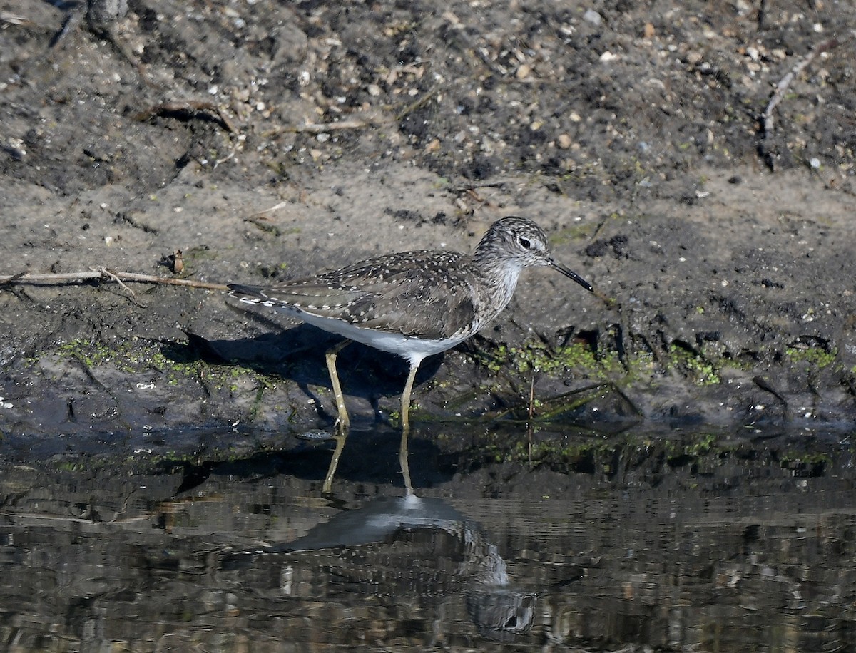 Solitary Sandpiper - ML632515248
