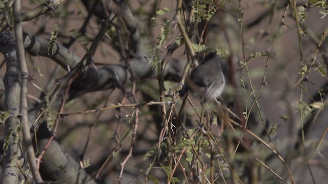 Black-tailed Gnatcatcher - ML632515254
