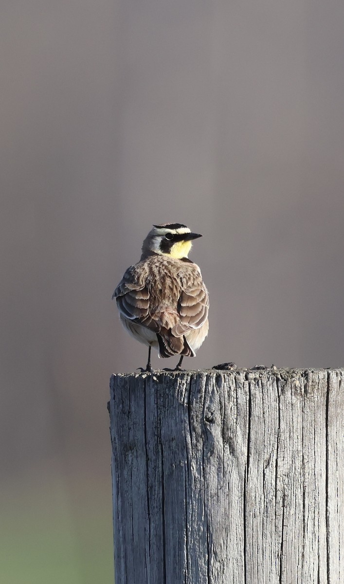Horned Lark - ML632515322