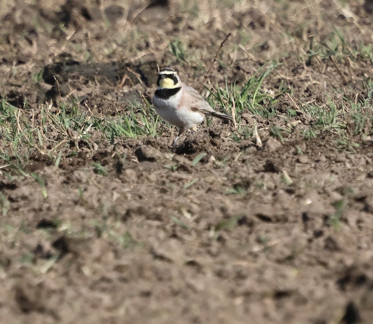 Horned Lark - ML632515323