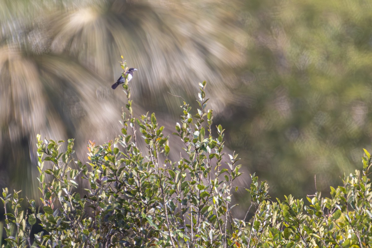 Cone-billed Tanager - ML632515324