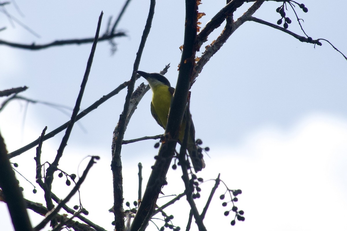 Boat-billed Flycatcher - ML632515407