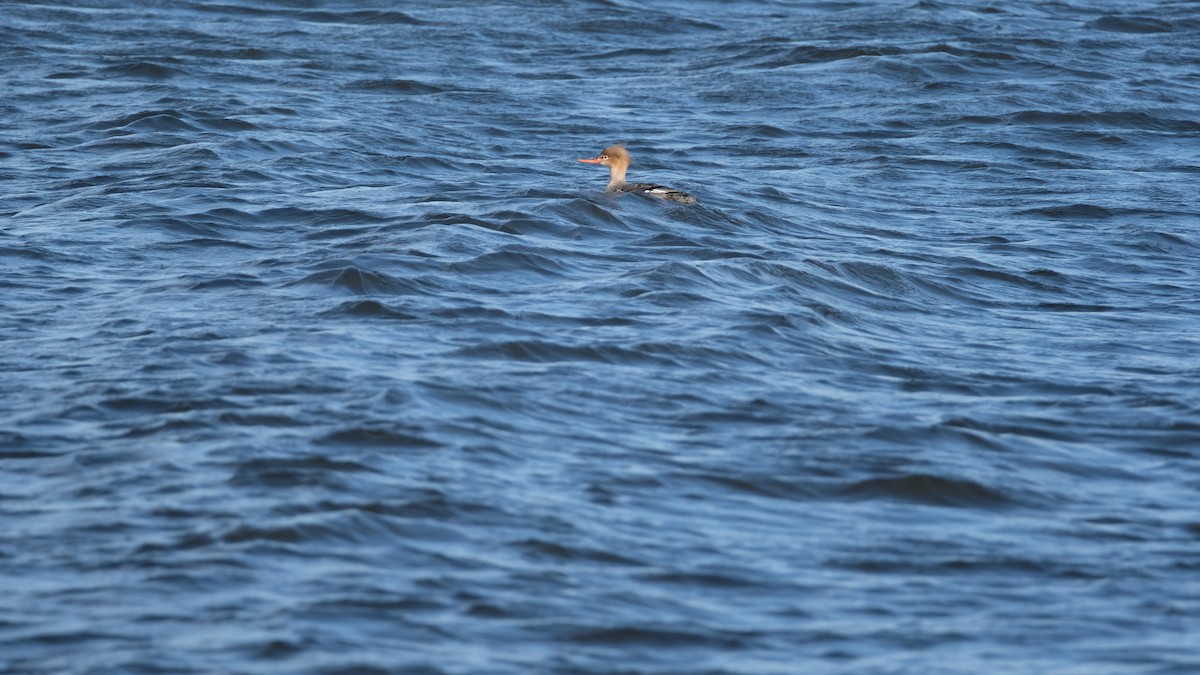 Red-breasted Merganser - ML632515421