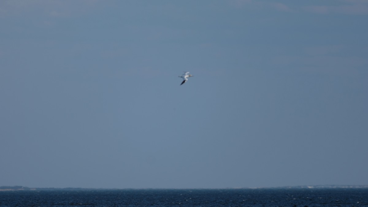 Northern Gannet - ML632515425