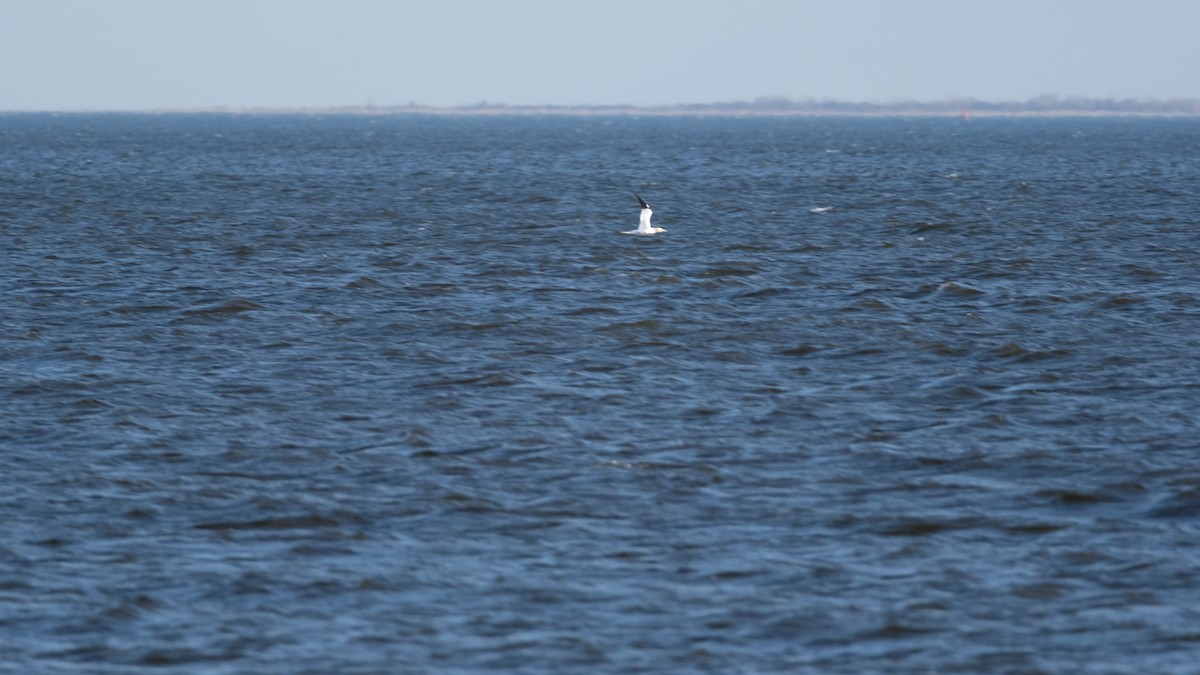 Northern Gannet - ML632515426