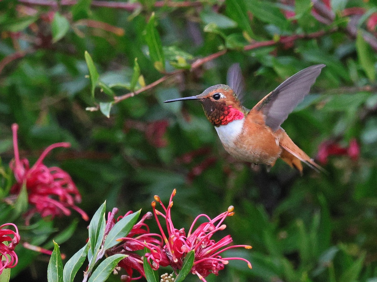 Allen's Hummingbird - ML632515461