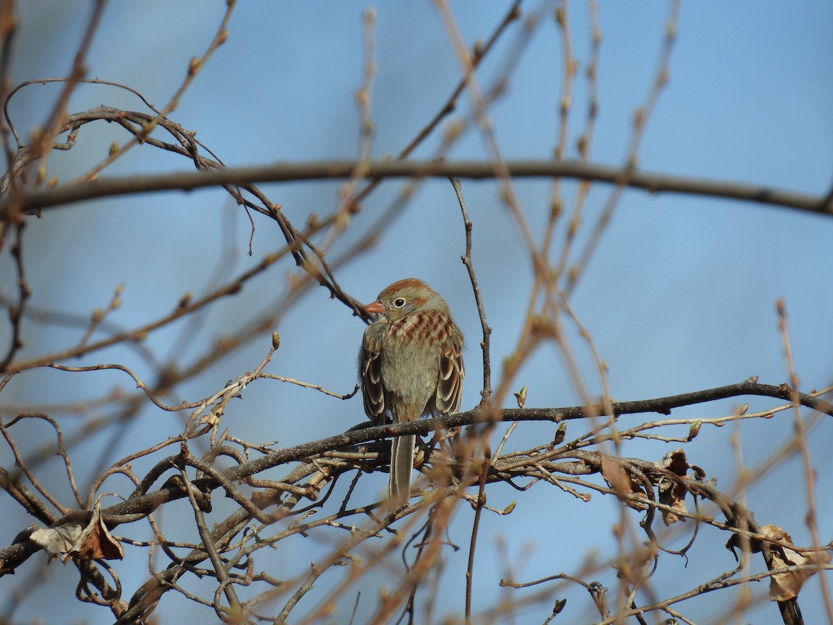 Field Sparrow - ML632515473