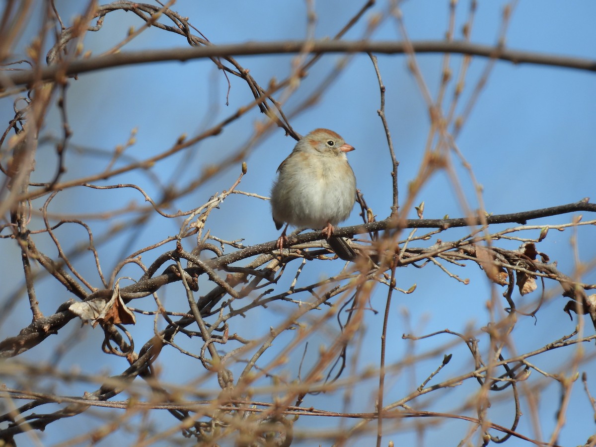 Field Sparrow - ML632515474