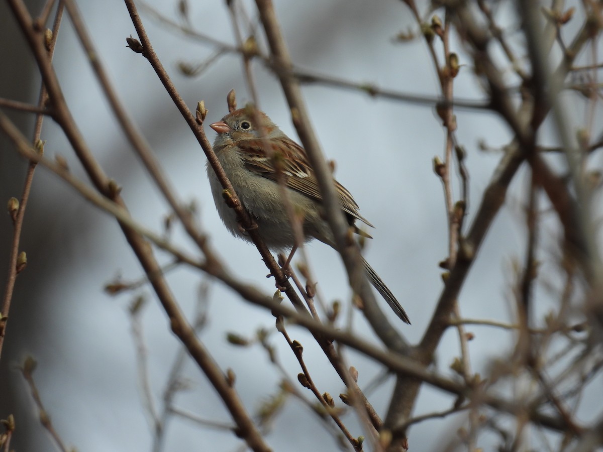 Field Sparrow - ML632515475
