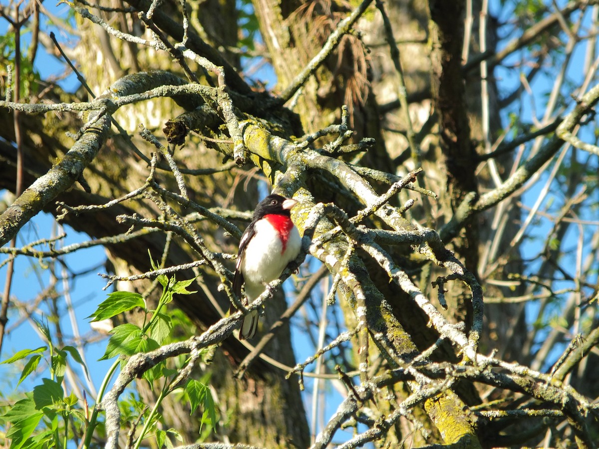Rose-breasted Grosbeak - ML632515485