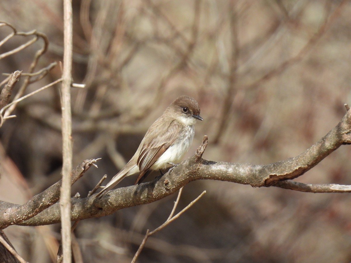Eastern Phoebe - ML632515512