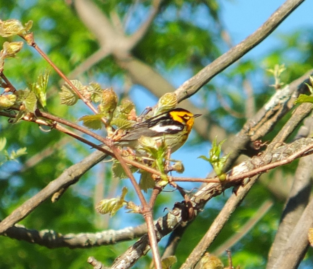 Blackburnian Warbler - ML632515518