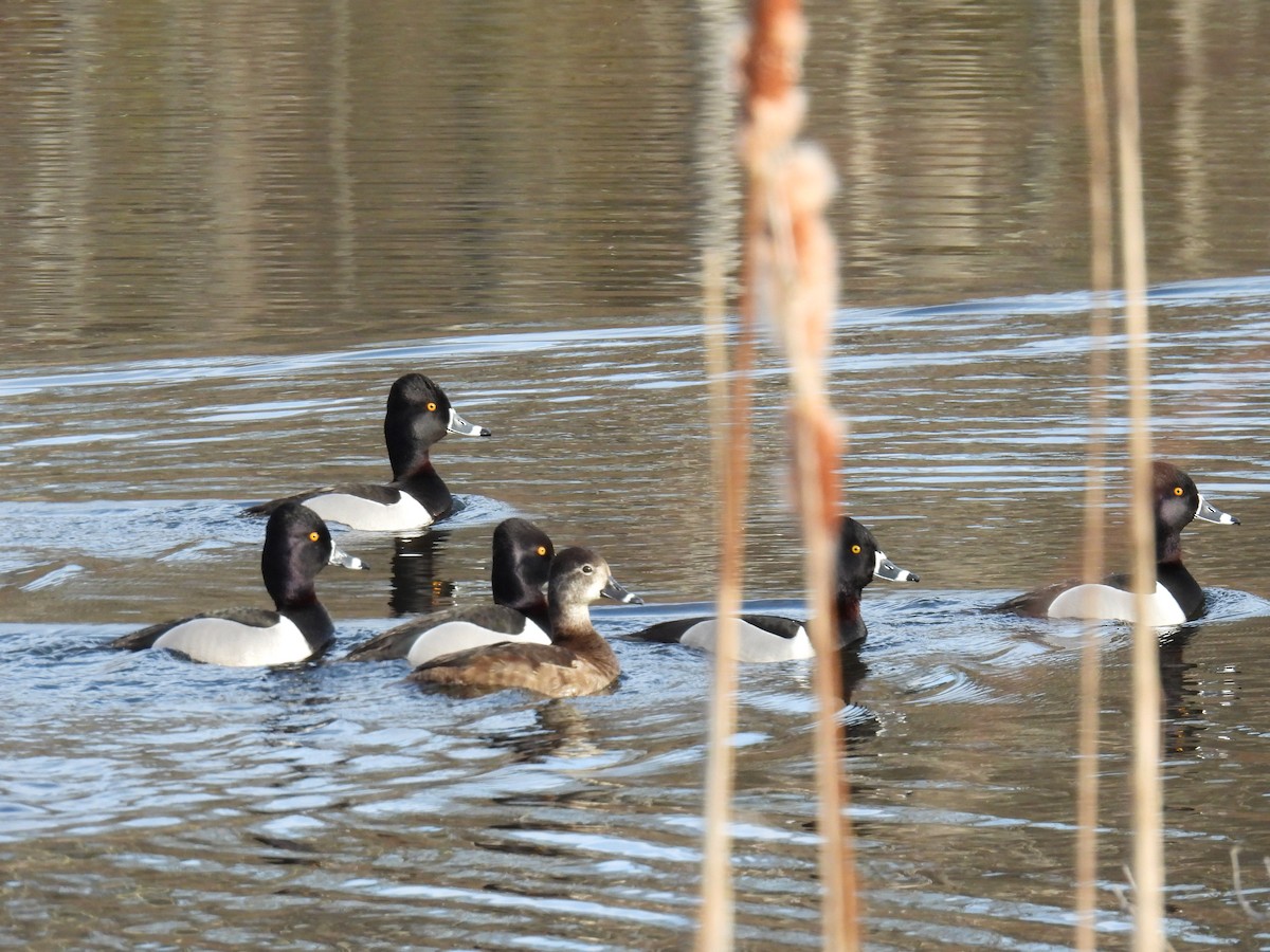 Ring-necked Duck - ML632515537