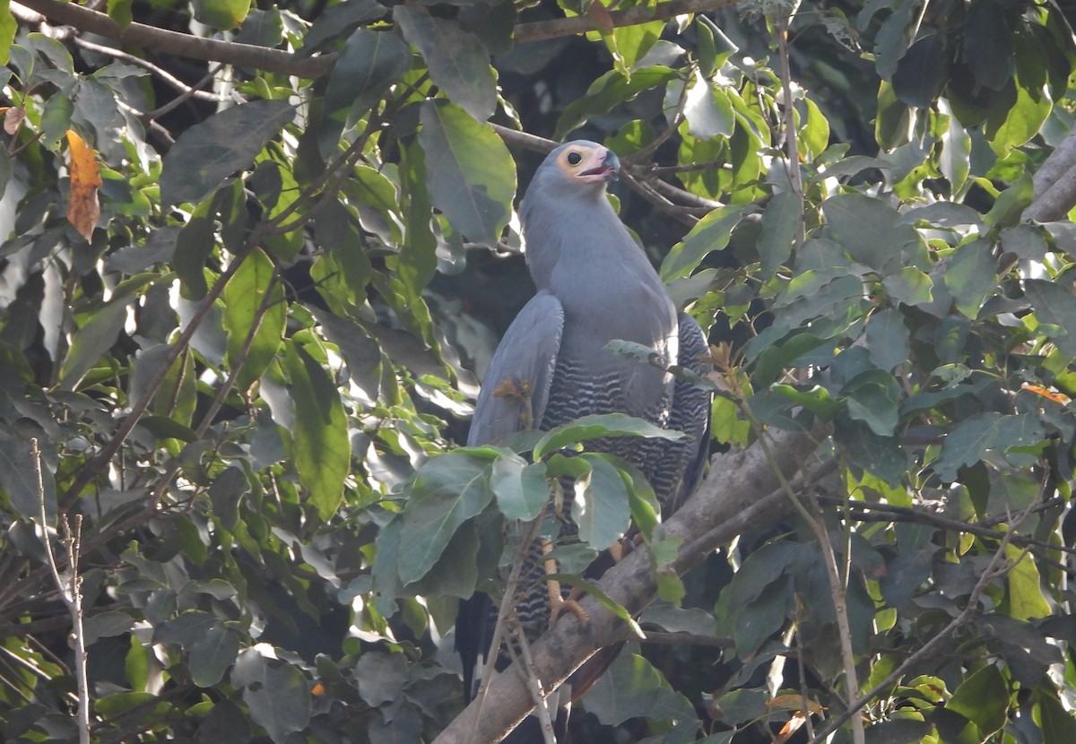 African Harrier-Hawk - ML632515561